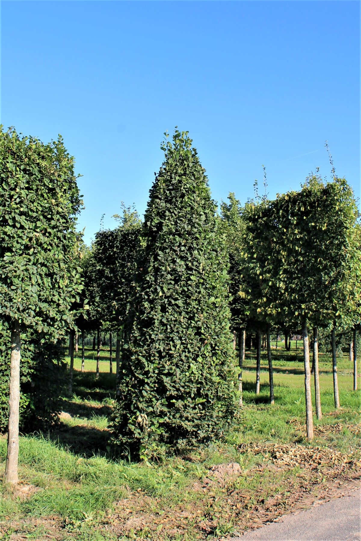 Volwassen Haagbeuk | Piramidevorm