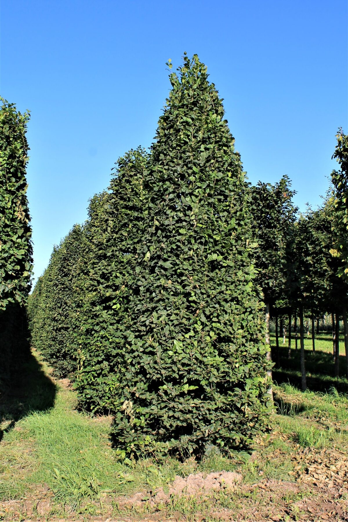 Volwassen Haagbeuk | Piramidevorm