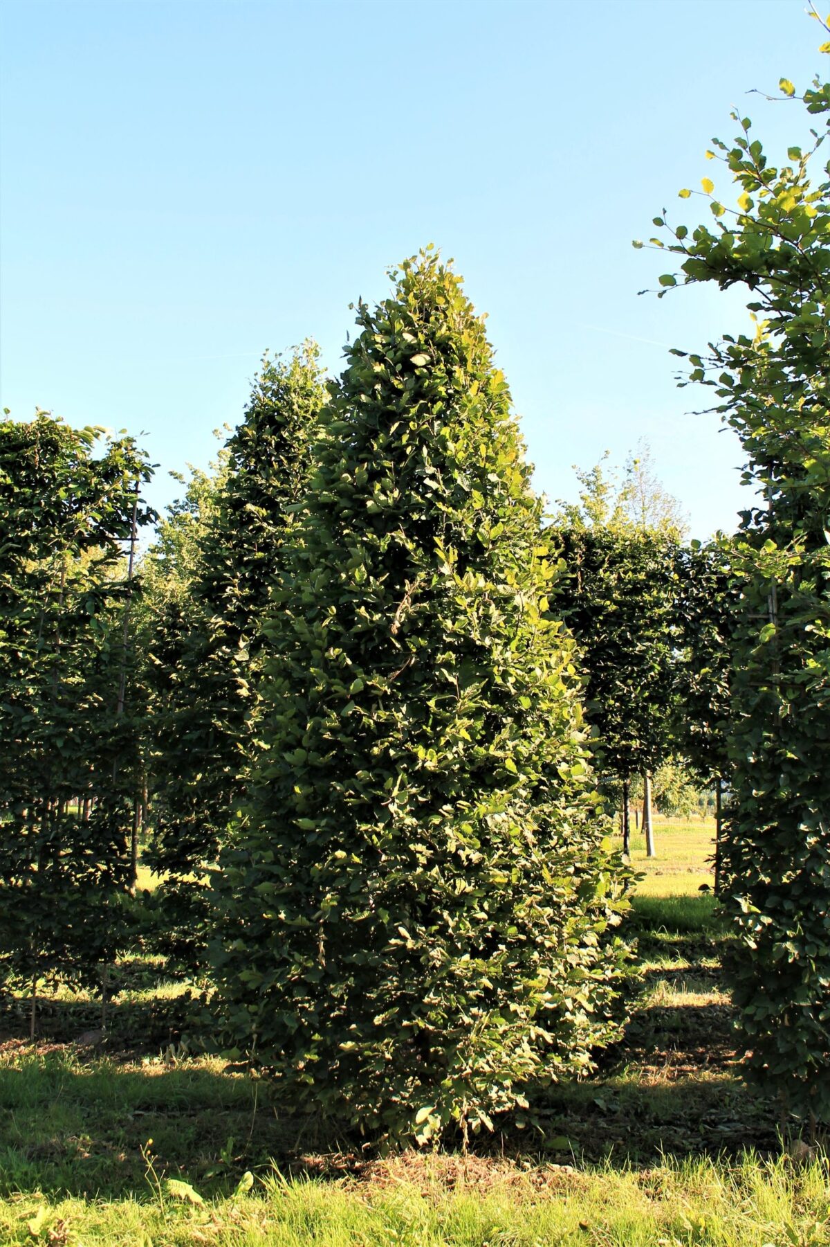 Volwassen Haagbeuk | Piramidevorm