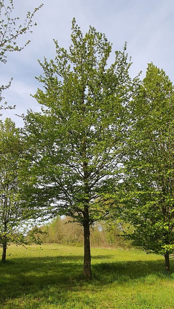 Volwassen Haagbeuk | Hoogstam