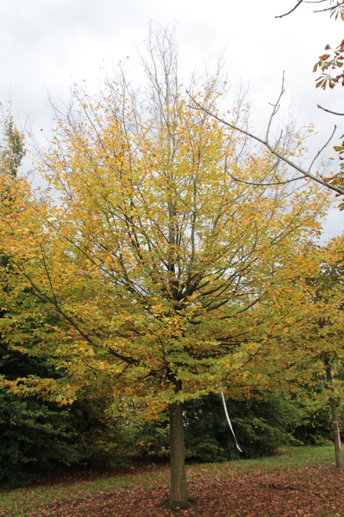 Volwassen Haagbeuk | Hoogstam
