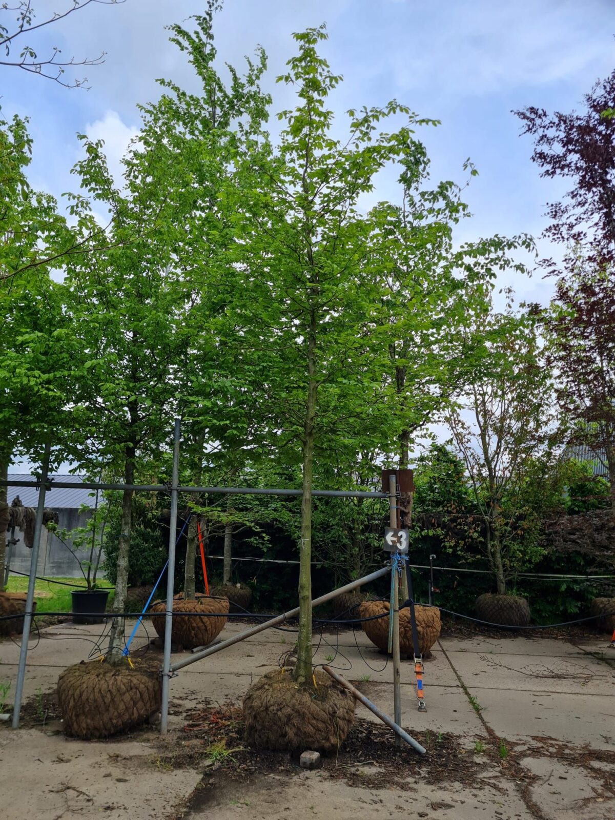 Volwassen Haagbeuk | Hoogstam