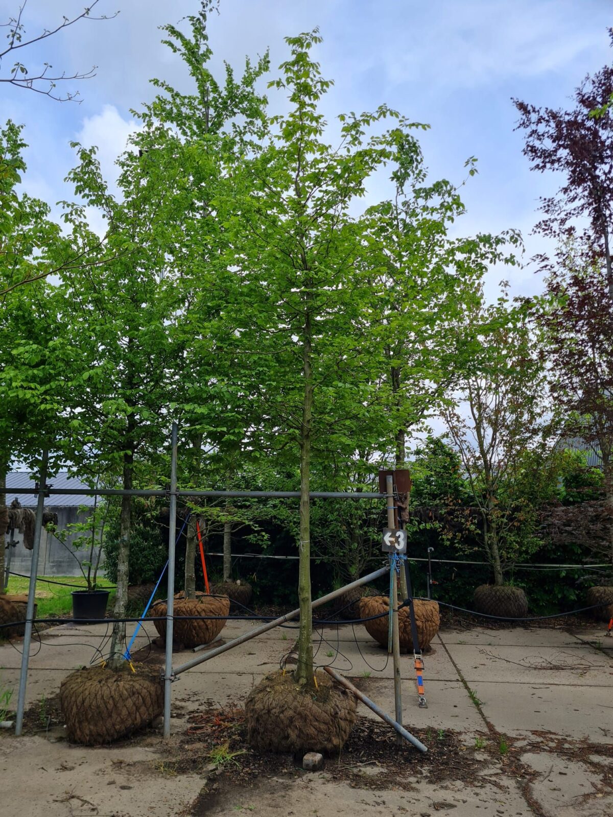 Volwassen Haagbeuk | Hoogstam