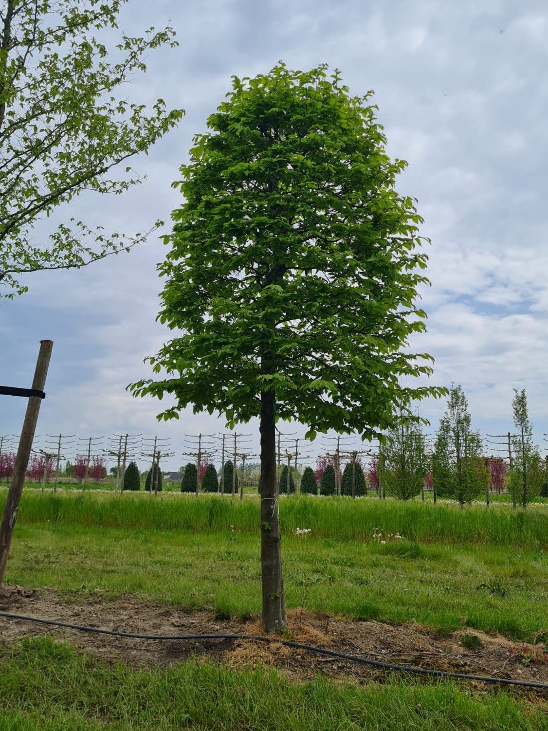 haagbeuk Jonge Haagbeuk | Bijenkorfvorm