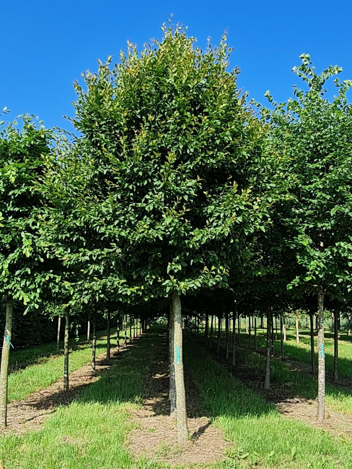 Jonge Haagbeuk | Hoogstam