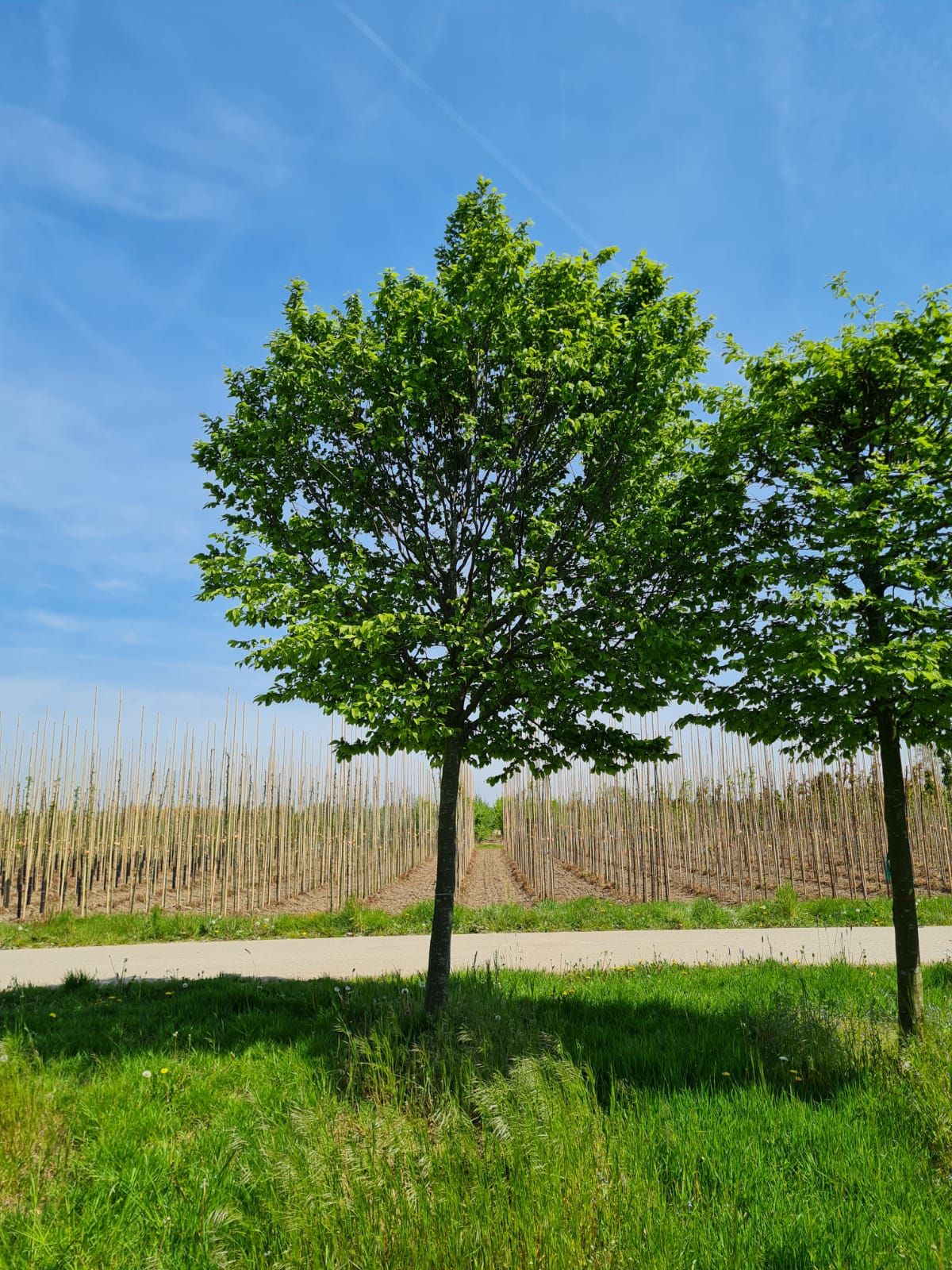 Jonge Haagbeuk | Hoogstam