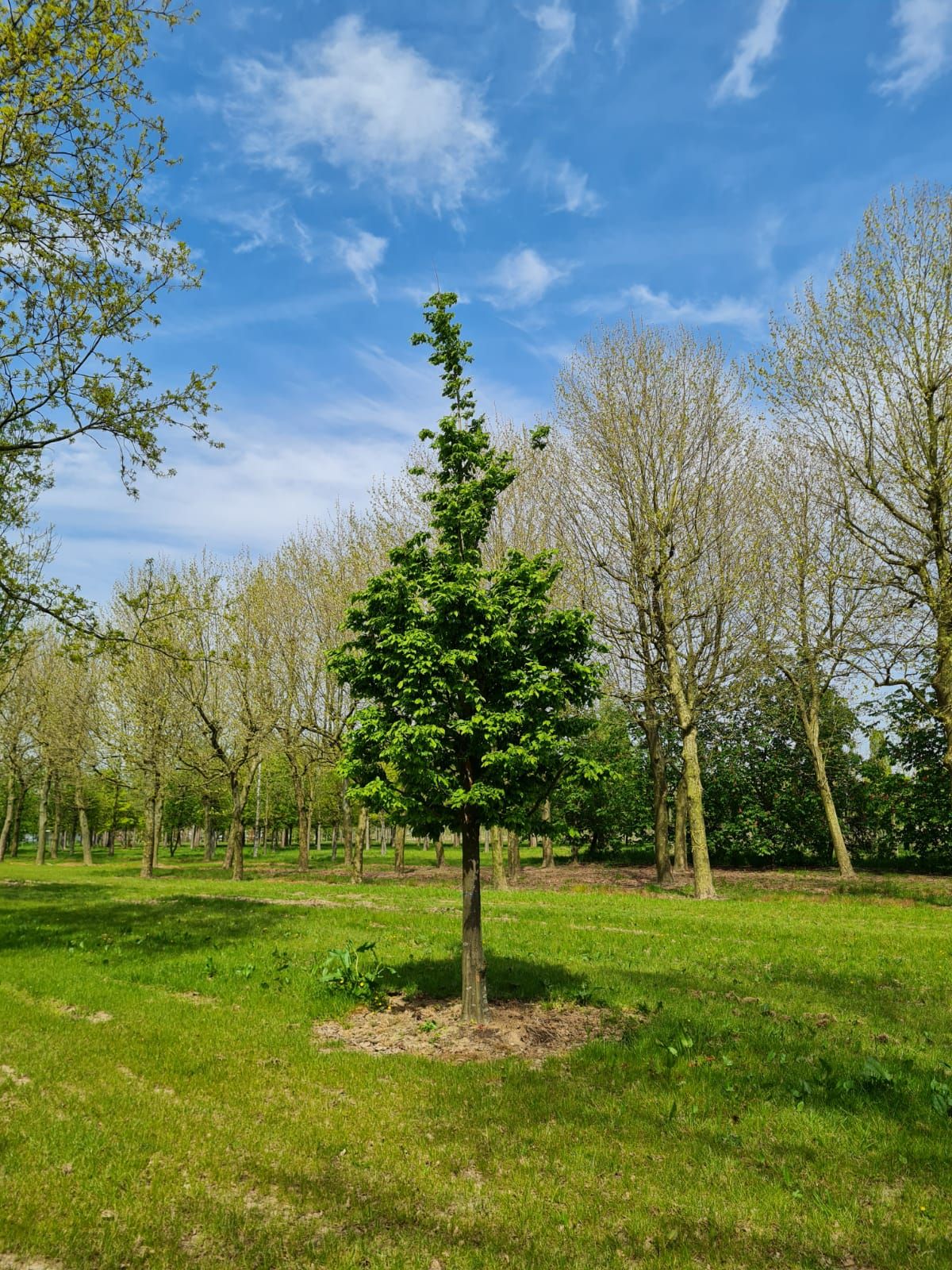 Jonge Haagbeuk | Hoogstam