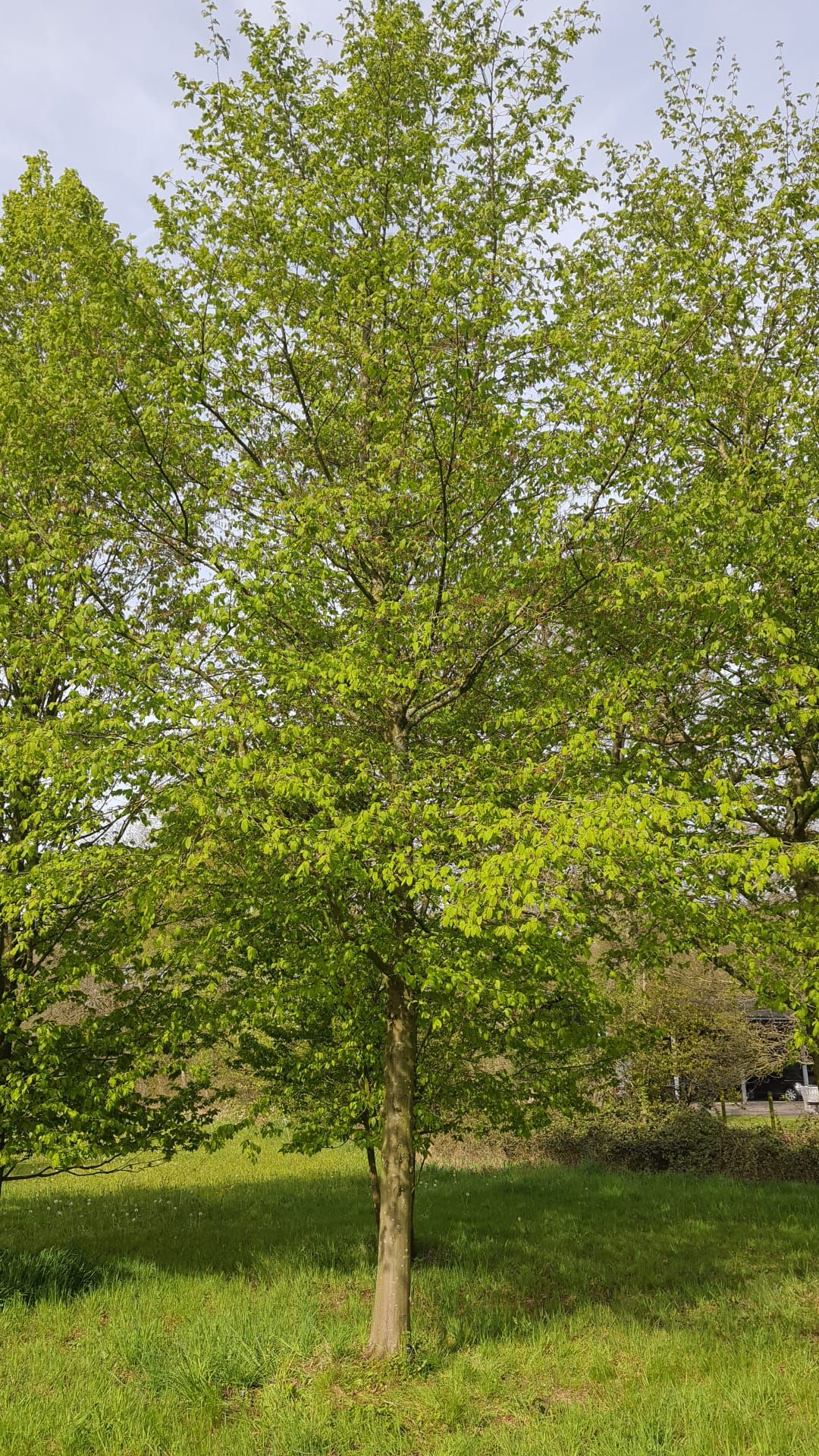 Jonge Haagbeuk | Hoogstam