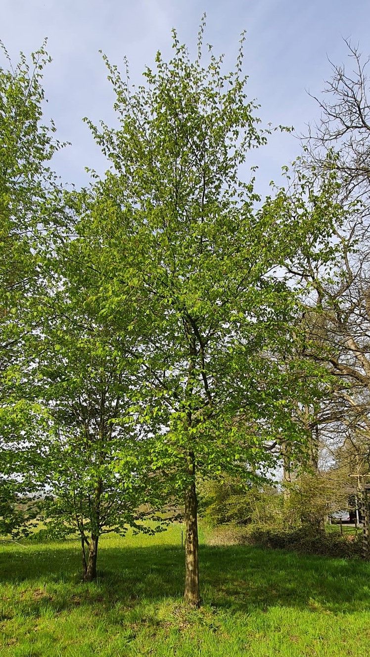 Jonge Haagbeuk | Hoogstam