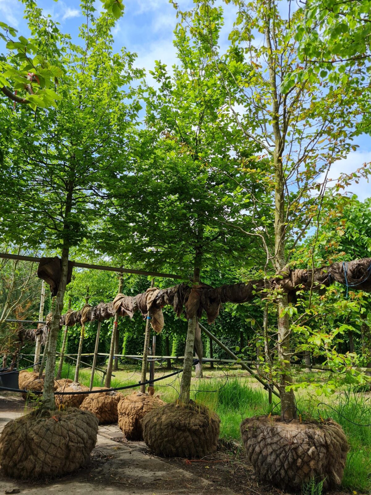 Jonge Haagbeuk | Hoogstam