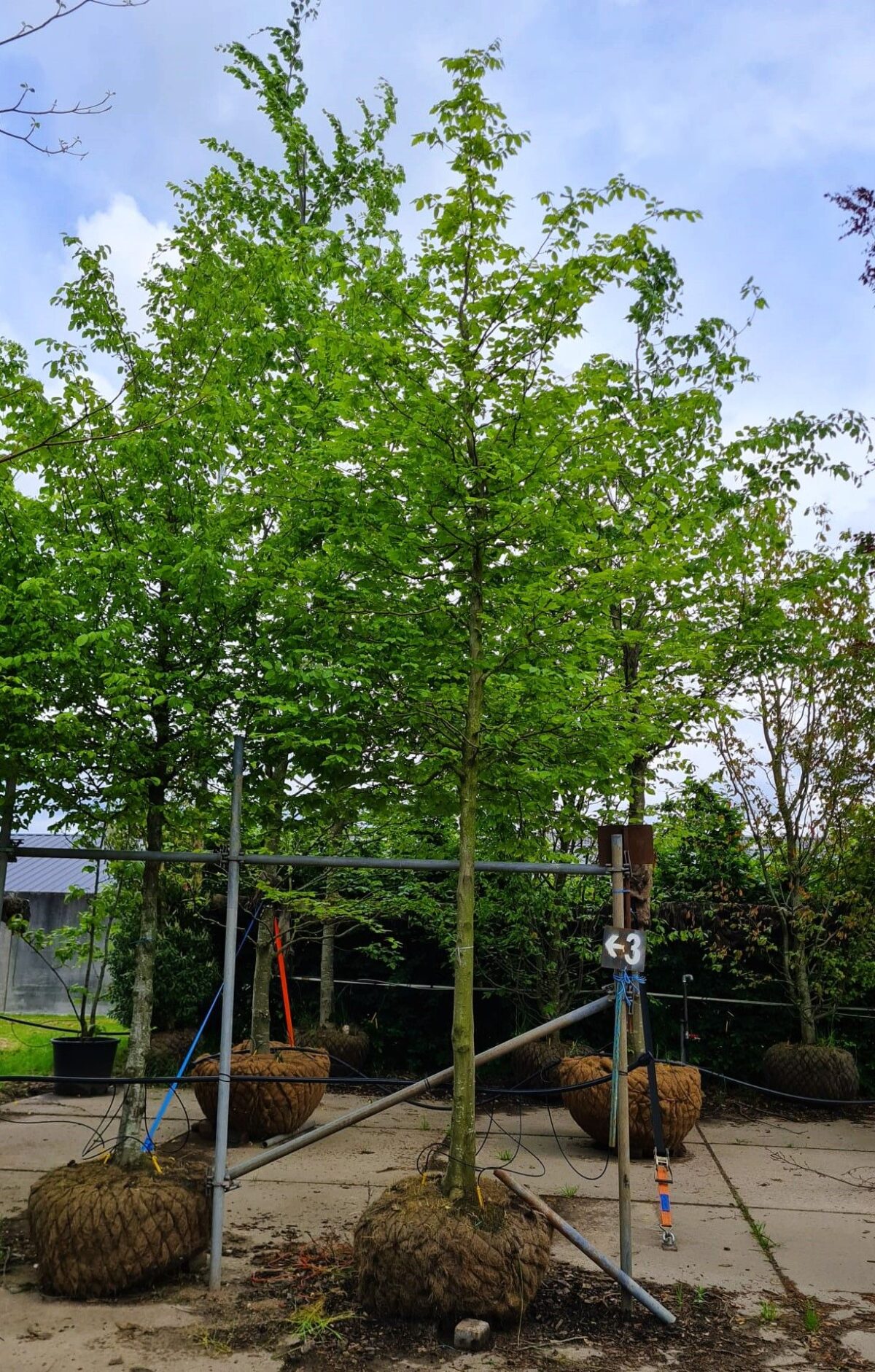 Jonge Haagbeuk | Hoogstam