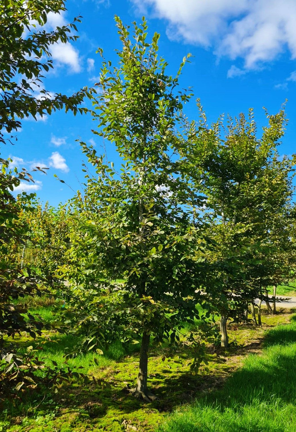 Jonge Haagbeuk | Laagstam