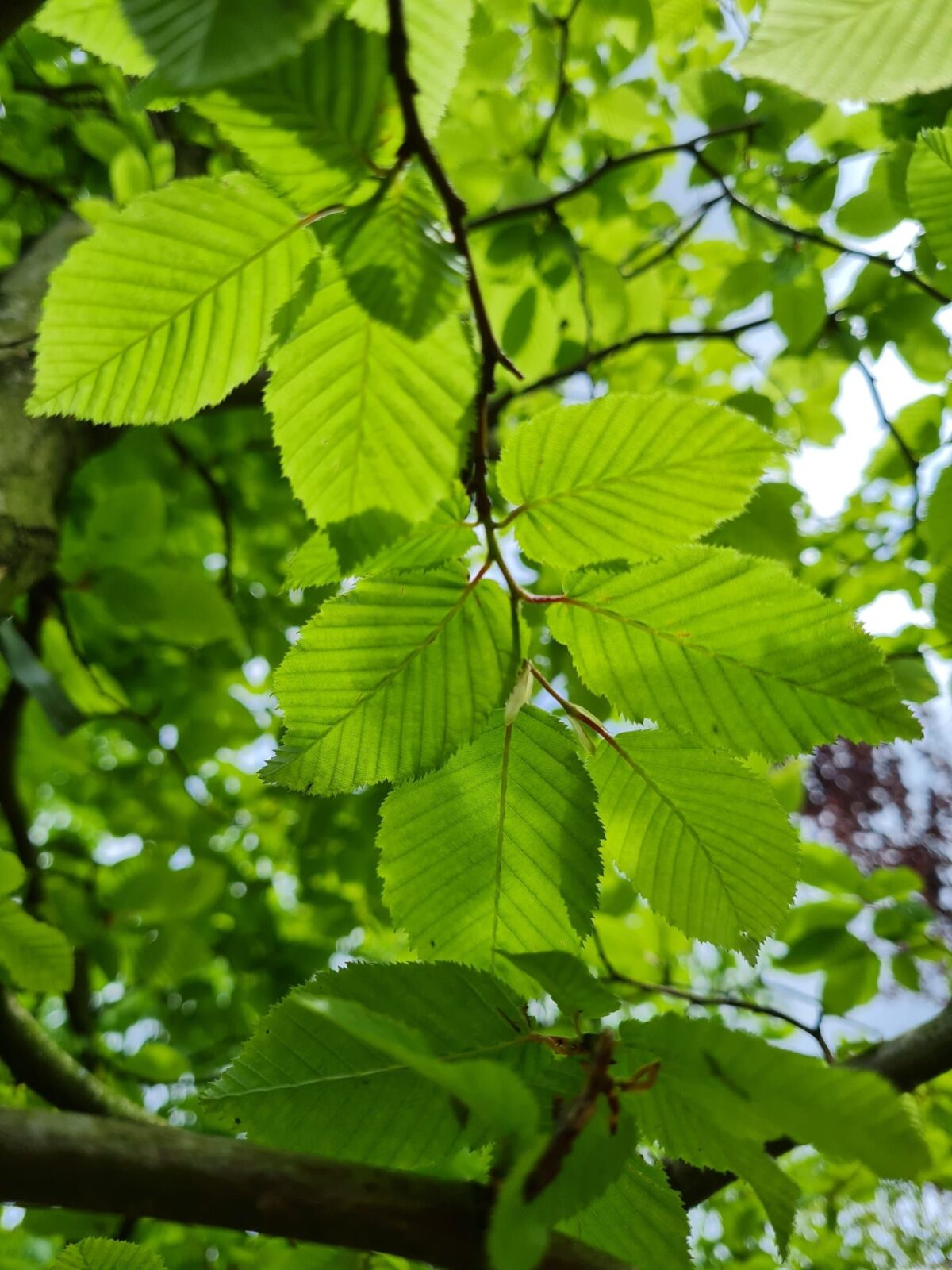 haagbeuk Haagbeuk | Halfstam