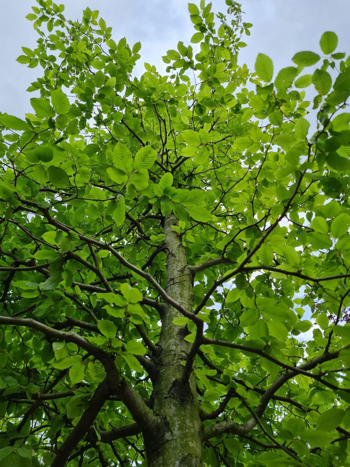 haagbeuk Haagbeuk | Halfstam