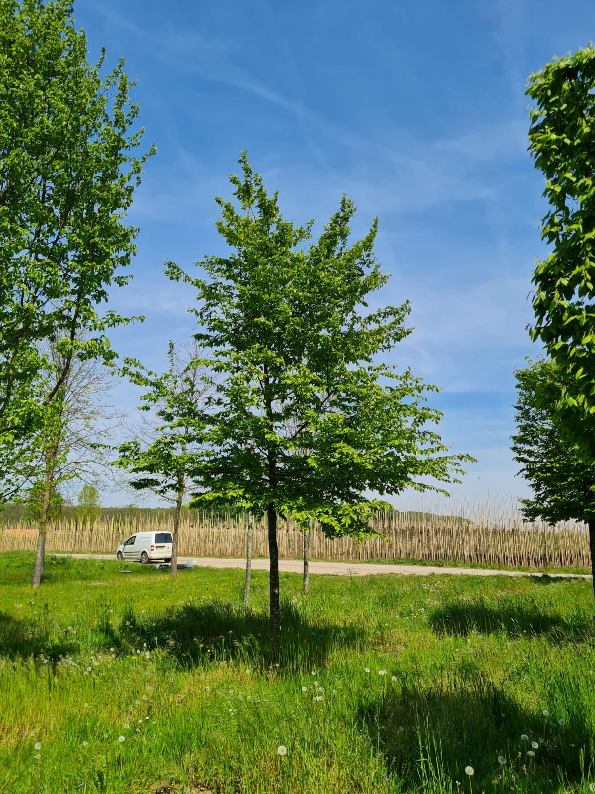 Volwassen Haagbeuk | Hoogstam