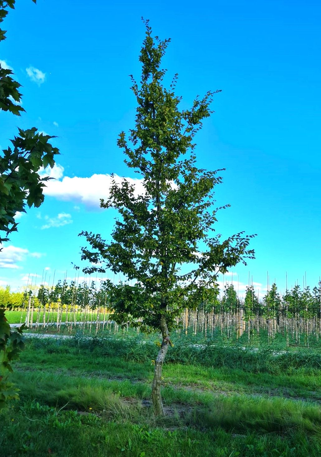 haagbeuk Haagbeuk | Halfstam