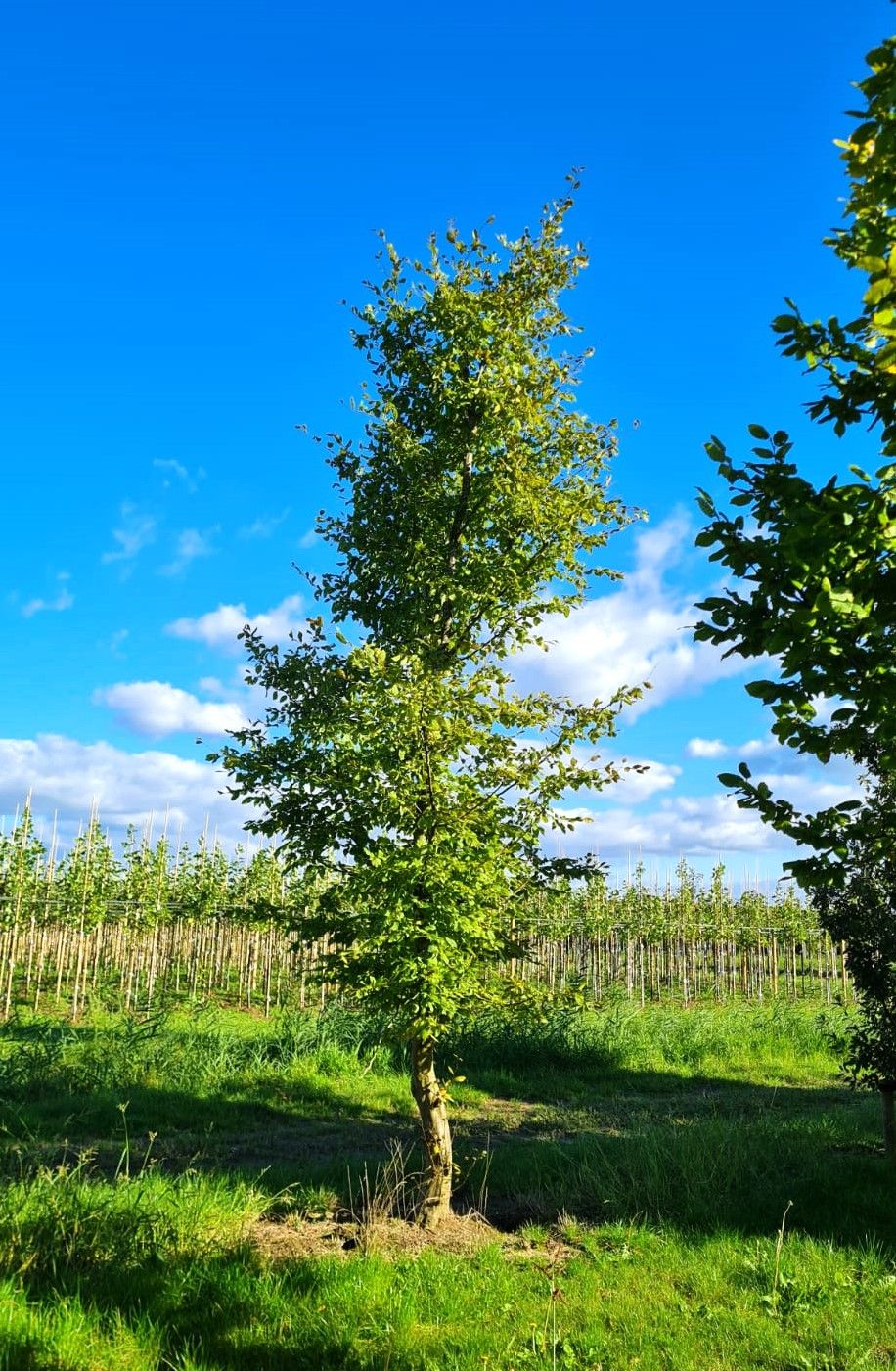 haagbeuk Haagbeuk | Halfstam