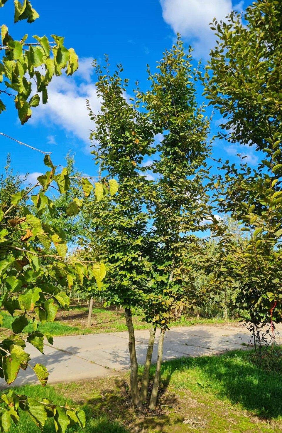 Volwassen Haagbeuk | Meerstammig