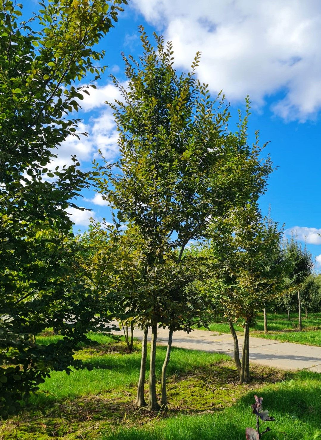 Volwassen Haagbeuk | Meerstammig