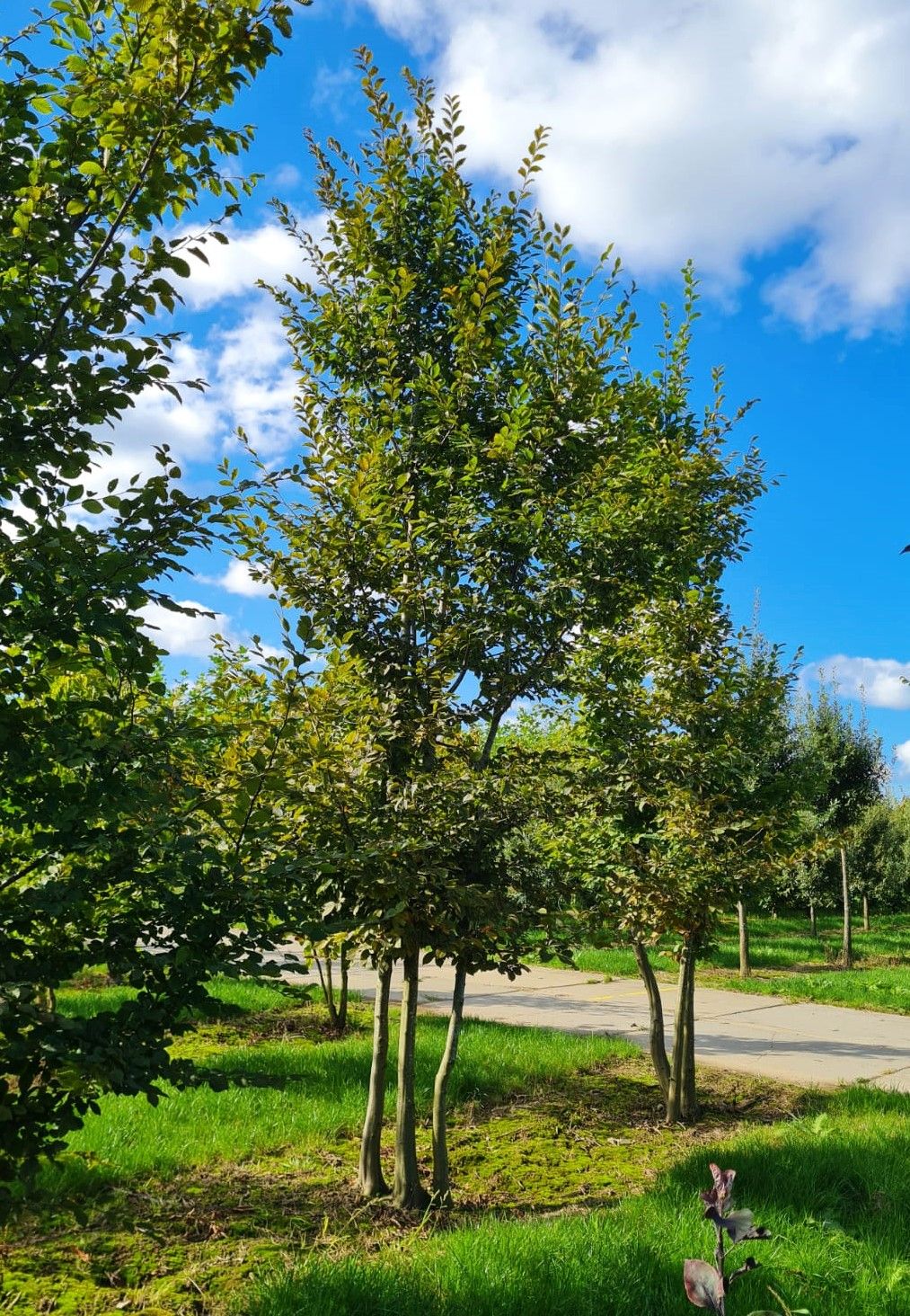 Volwassen Haagbeuk | Meerstammig