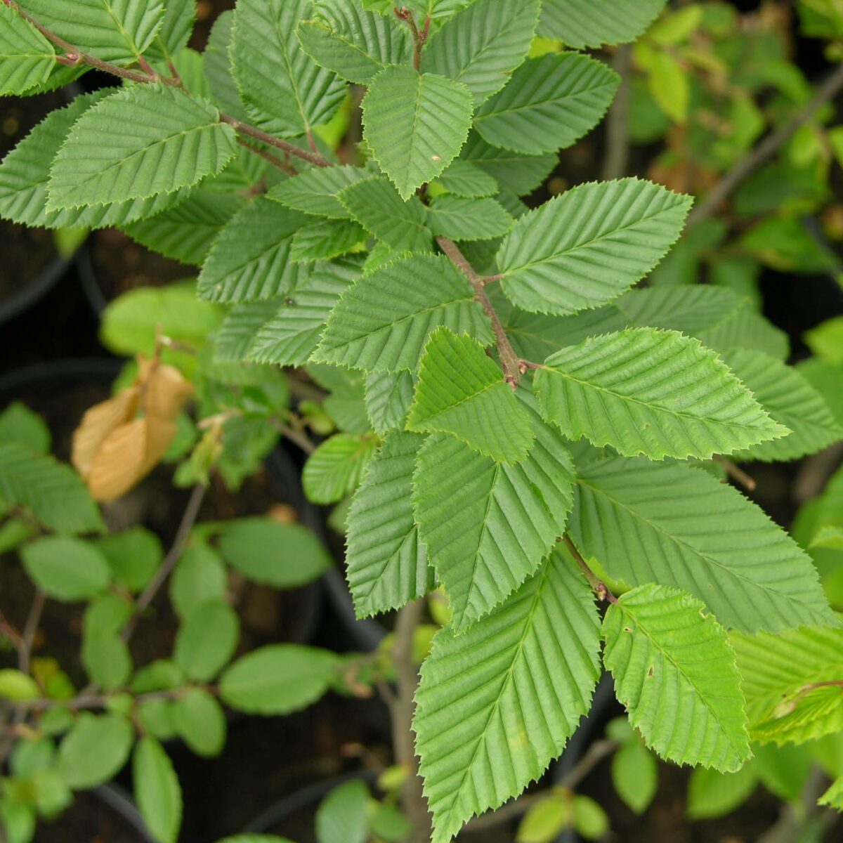 haagbeuk-meerstammig Jonge Haagbeuk 'Quercifolia' | Meerstammig