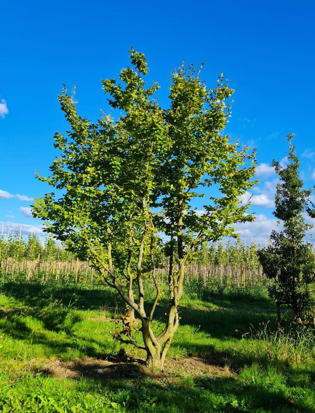 haagbeuk-meerstammig Jonge Haagbeuk | Meerstammig
