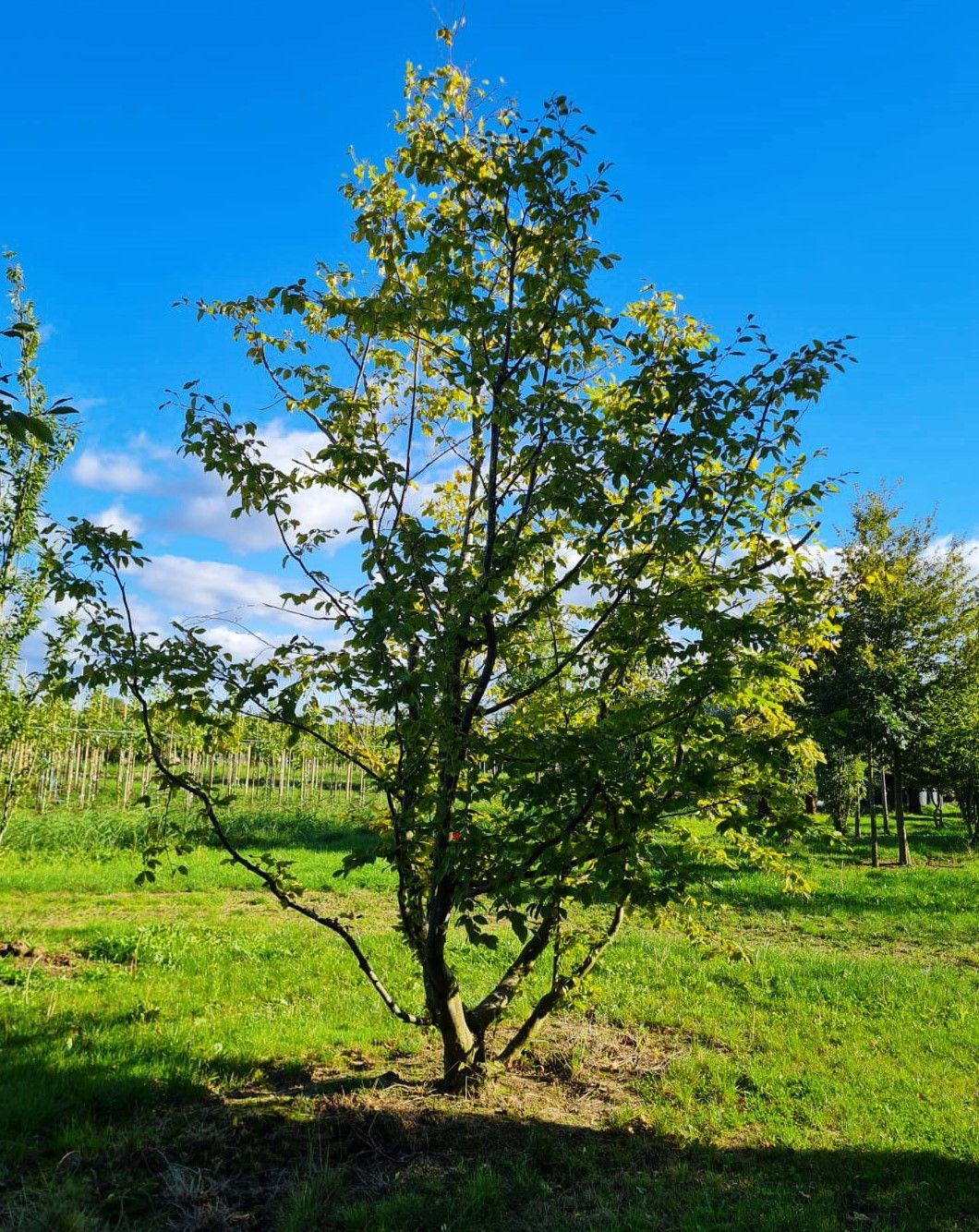 haagbeuk-meerstammig Jonge Haagbeuk | Meerstammig