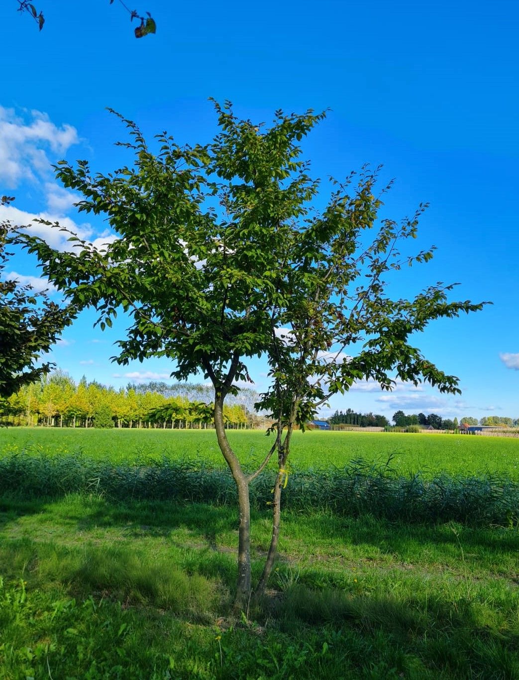 haagbeuk-meerstammig Jonge Haagbeuk | Meerstammig