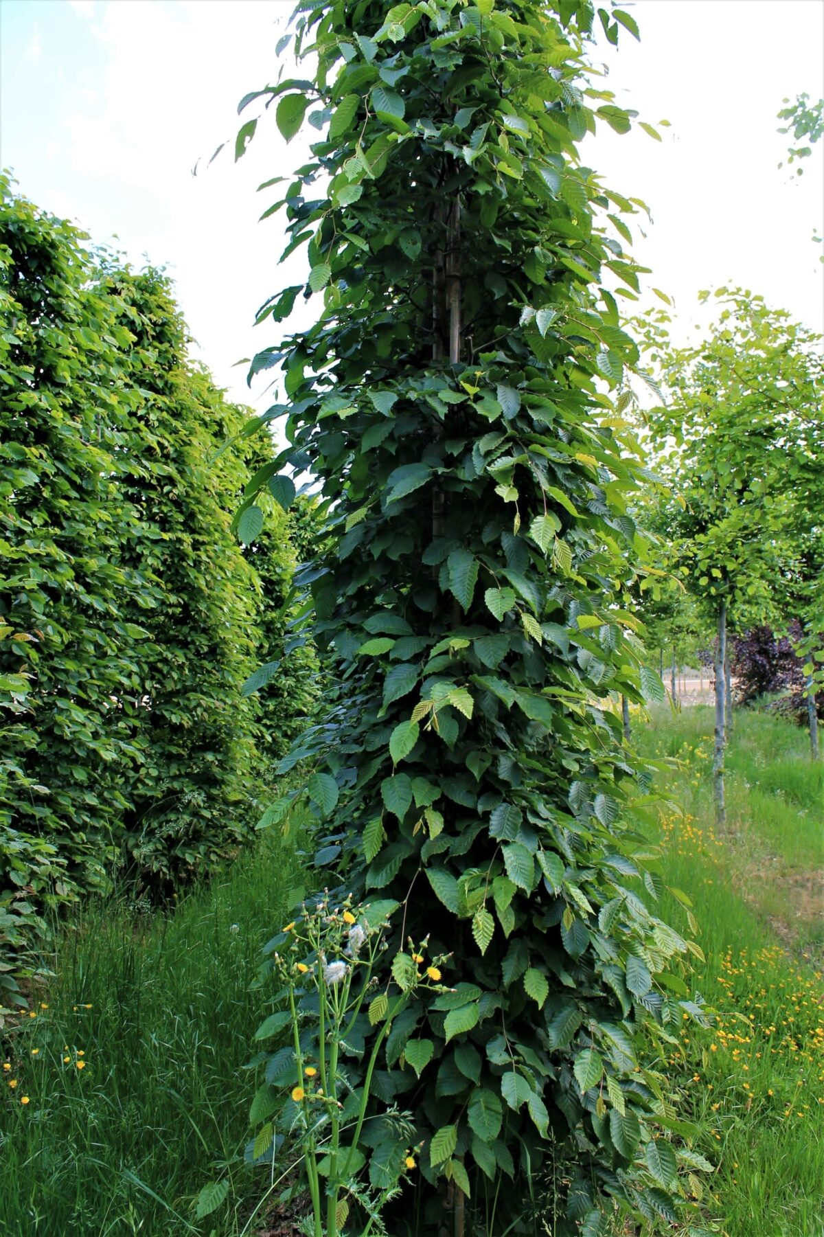 Volwassen Haagbeuk | Laagstam schermvorm