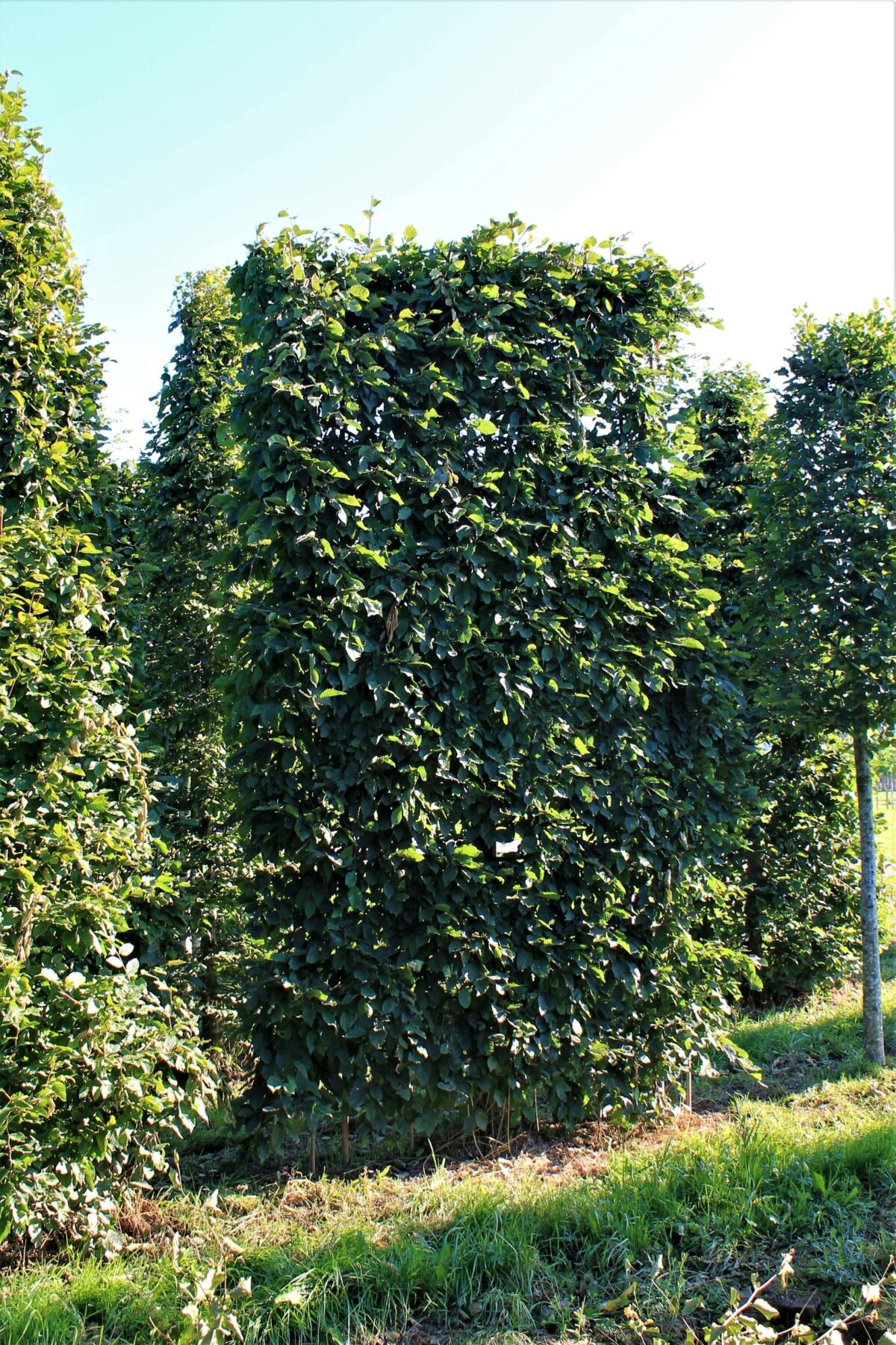 Volwassen Haagbeuk | Laagstam schermvorm