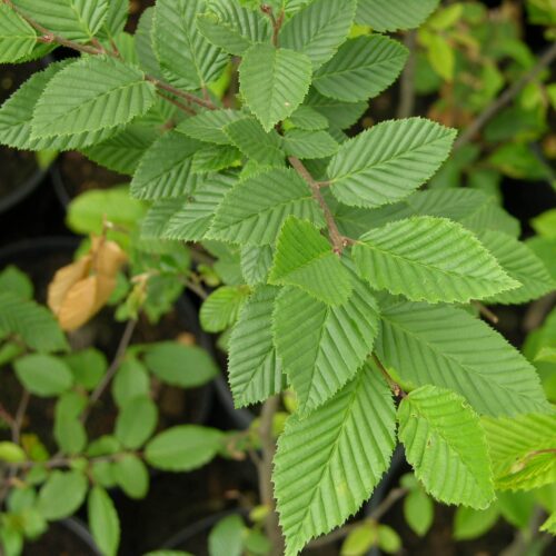 haagbeuk-scherm-carpinus-betulus Volwassen Haagbeuk | Laagstam schermvorm