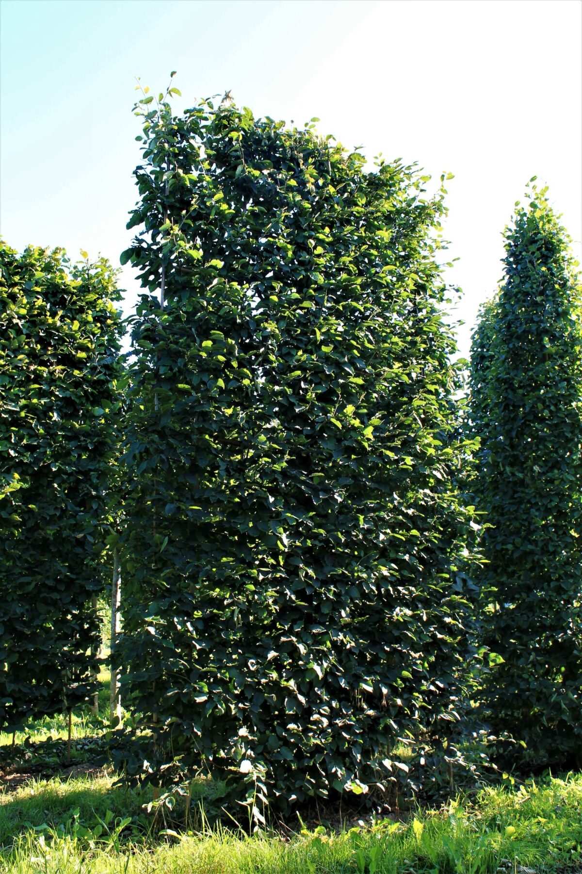 Volwassen Haagbeuk | Laagstam schermvorm