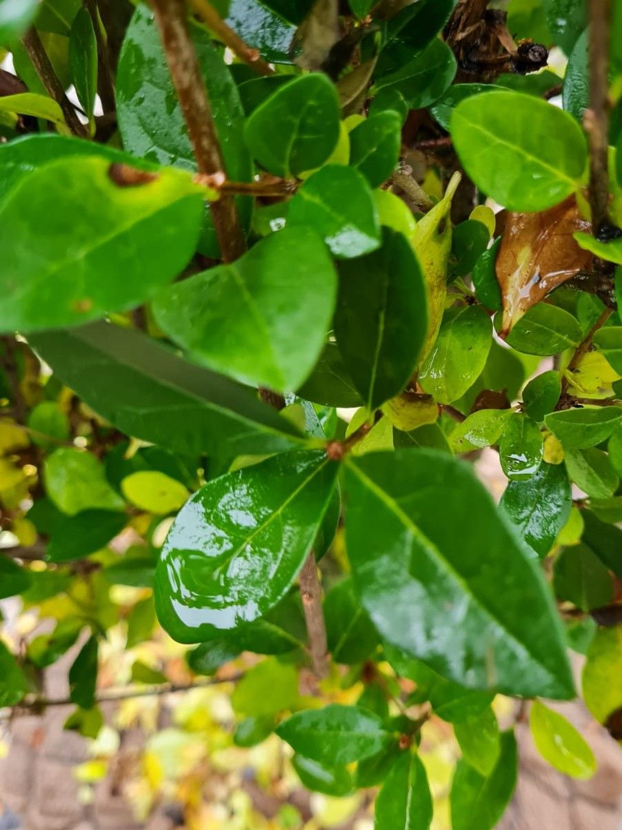 Jonge Liguster | Struikvorm