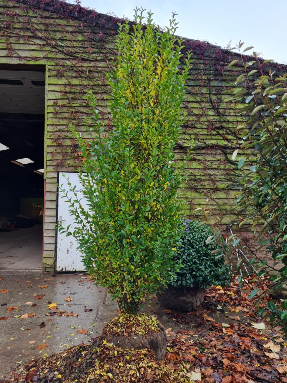 Jonge Liguster | Struikvorm