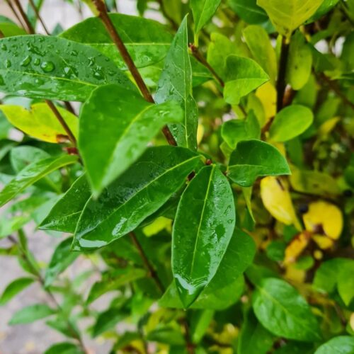 Jonge Liguster | Struikvorm