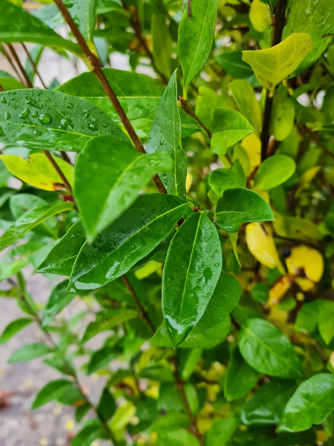 Jonge Liguster | Struikvorm