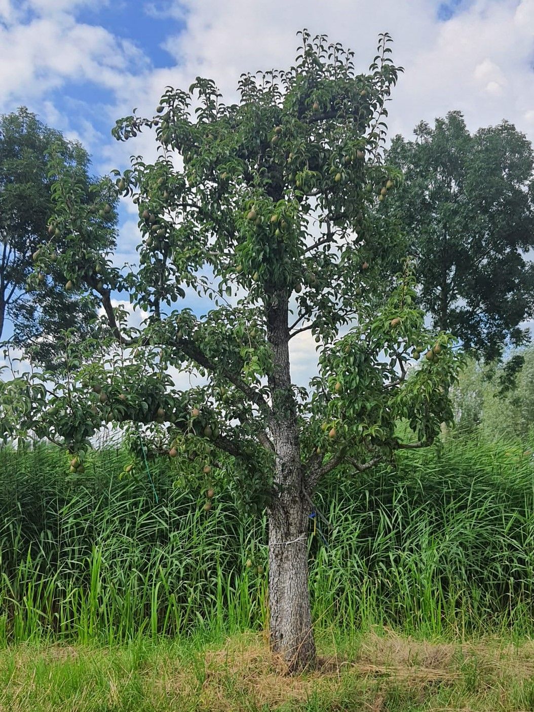 handpeer-charneux Volgroeide Perenboom 'Charneux' | Halfstam