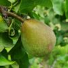 handpeer-charneux Volgroeide Perenboom 'Charneux' | Halfstam