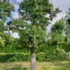 handpeer-charneux Volgroeide Perenboom 'Charneux' | Halfstam