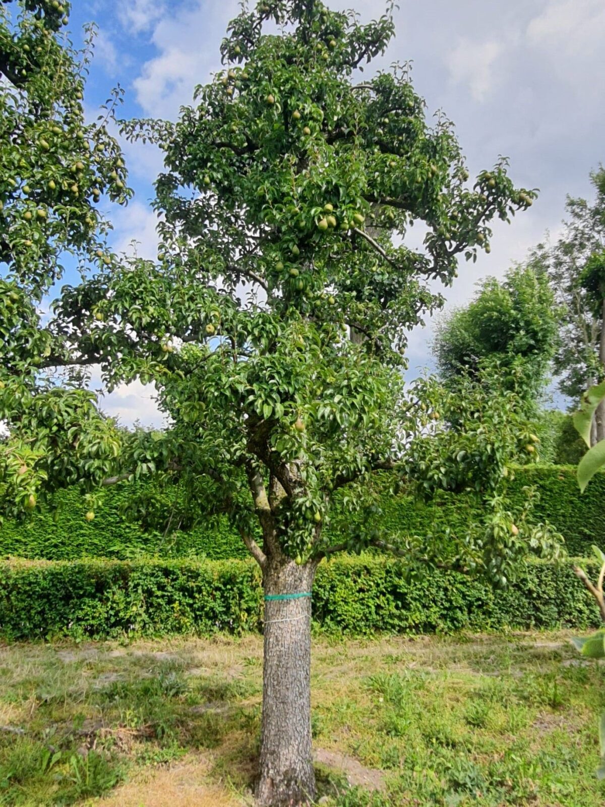 handpeer-charneux Volgroeide Perenboom 'Charneux' | Halfstam