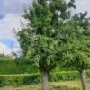 handpeer-charneux Volgroeide Perenboom 'Charneux' | Halfstam