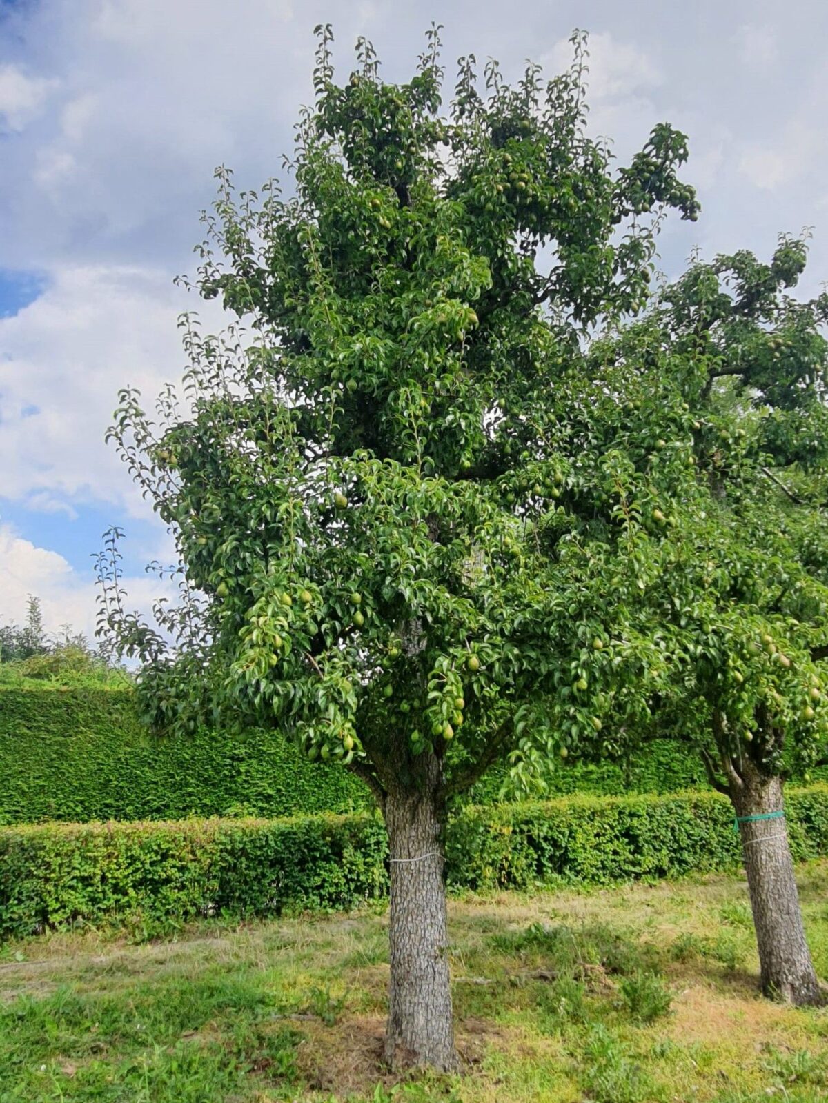 handpeer-charneux Volgroeide Perenboom 'Charneux' | Halfstam