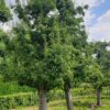 handpeer-charneux Volgroeide Perenboom 'Charneux' | Halfstam