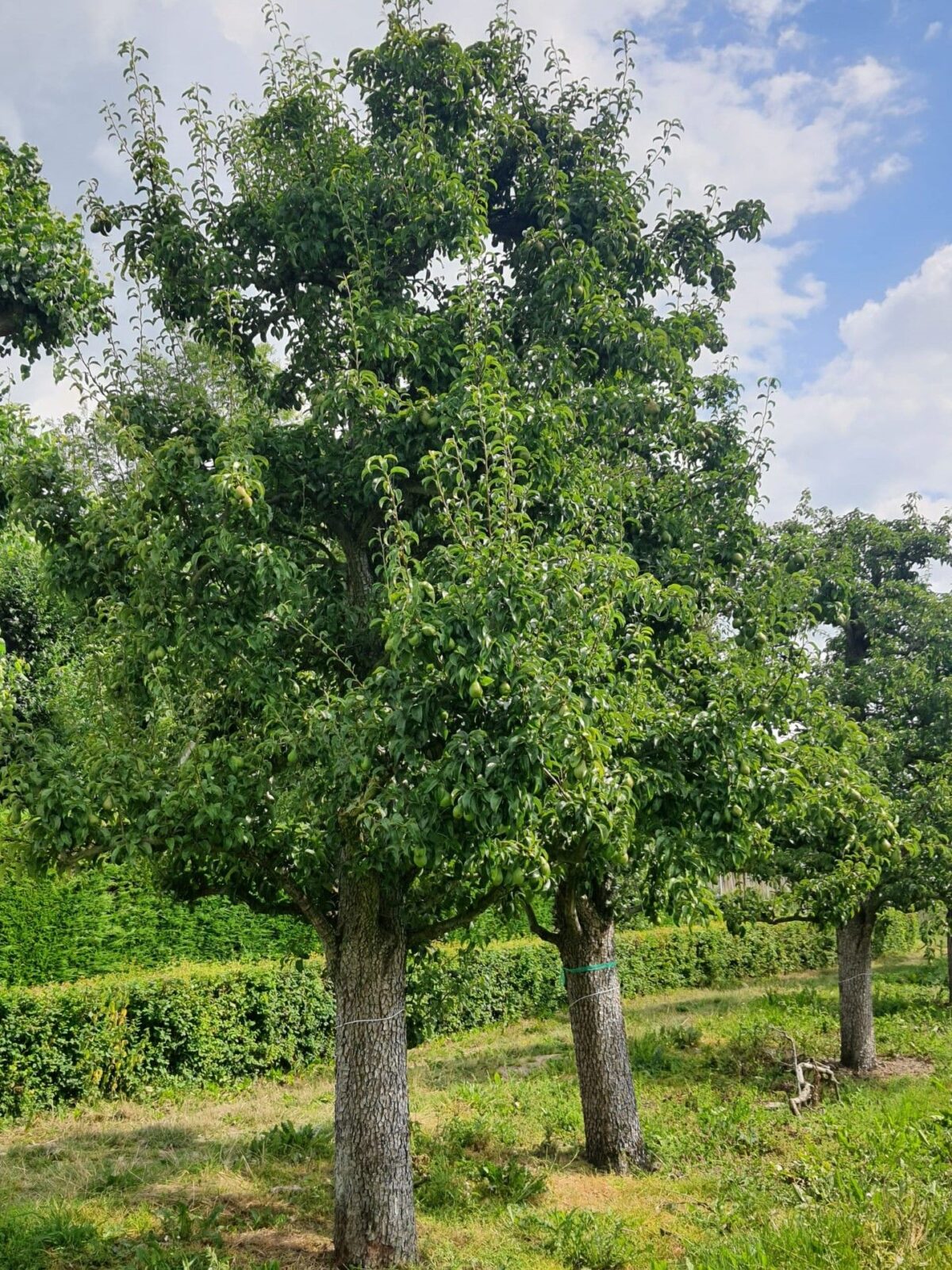 handpeer-charneux Volgroeide Perenboom 'Charneux' | Halfstam