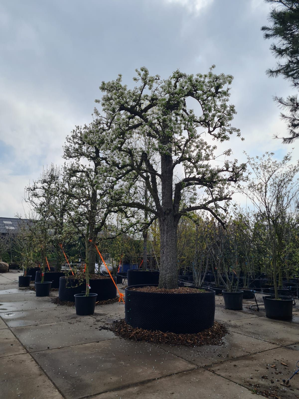 handpeer-charneux Volgroeide Perenboom 'Charneux' | Halfstam