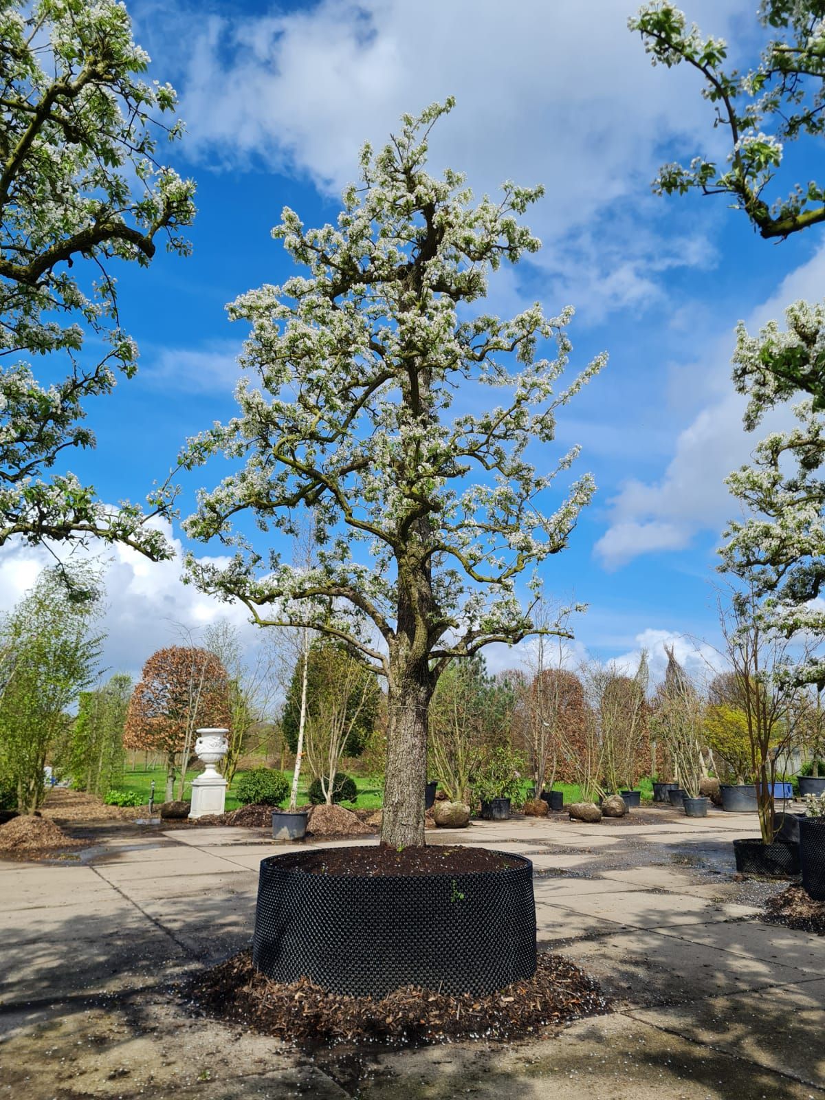 handpeer-charneux Volgroeide Perenboom 'Charneux' | Halfstam