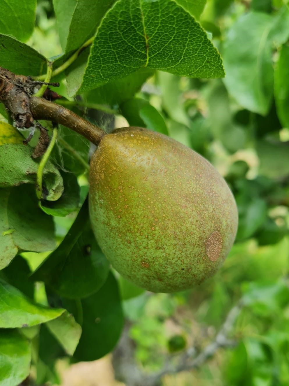 handpeer-charneux Volgroeide Perenboom 'Charneux' | Halfstam