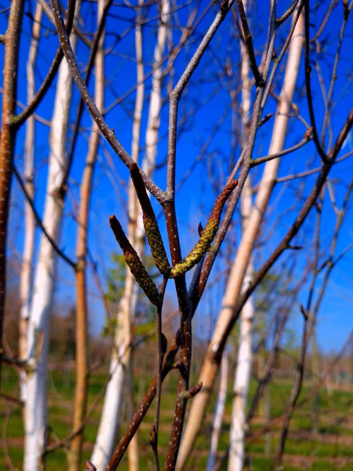 Jonge Papierberk | Hoogstam