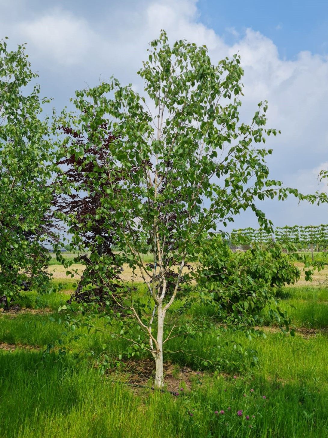 Jonge Papierberk | Hoogstam