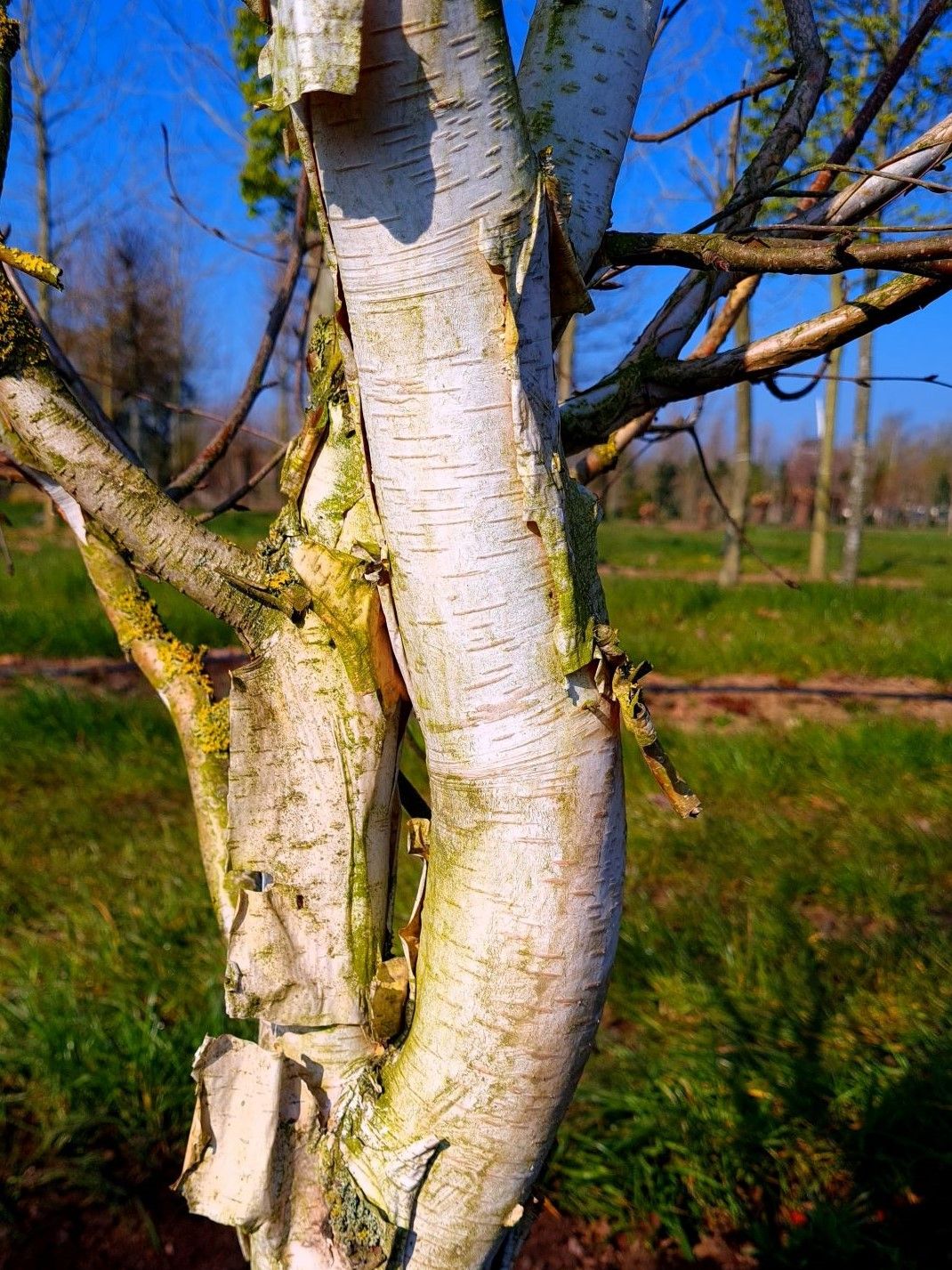 Jonge Papierberk | Hoogstam